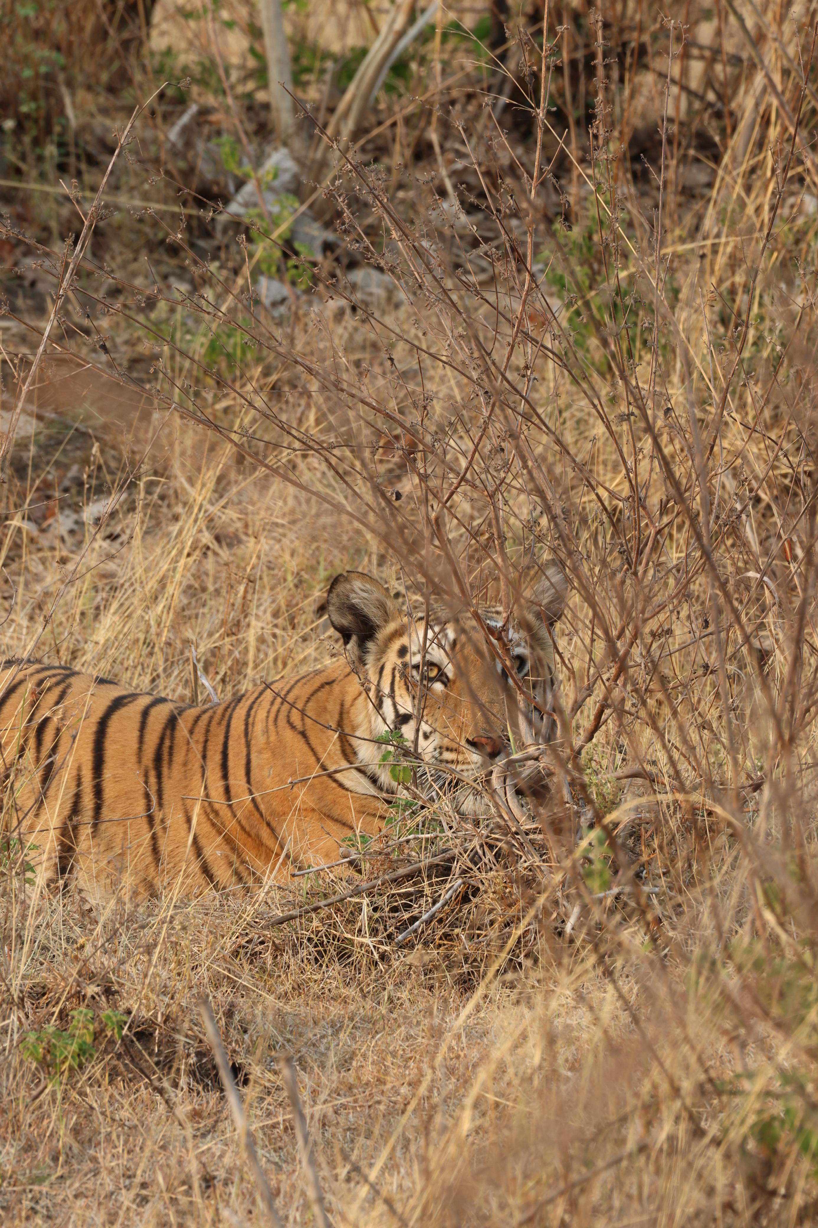 Tiger Kheoni